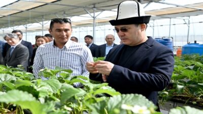 Президент Садыр Жапаров ознакомился с инновационной технологией выращивания тепличных овощных культур в Ысык-Атинском районе